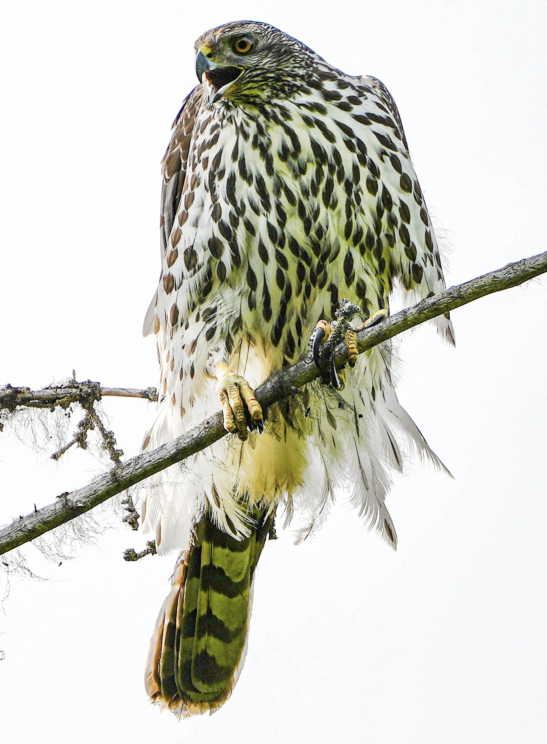 Northern Goshawk