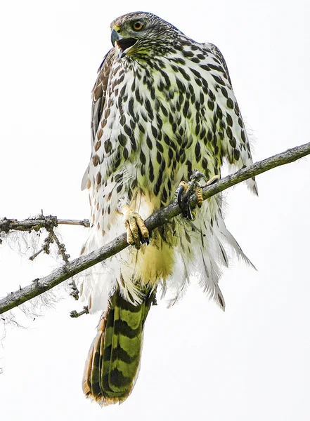 Northern Goshawk