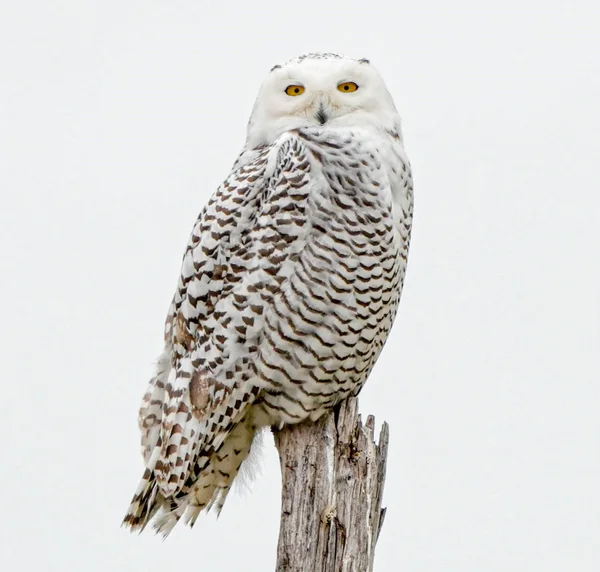 A white snowy owl with barred feathers perched on a weathered wooden post against a pale background.