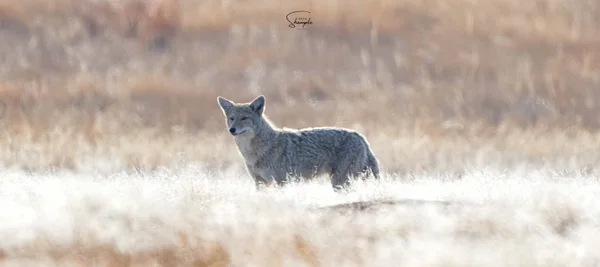 A coyote standing in pale grass with a blurred background.