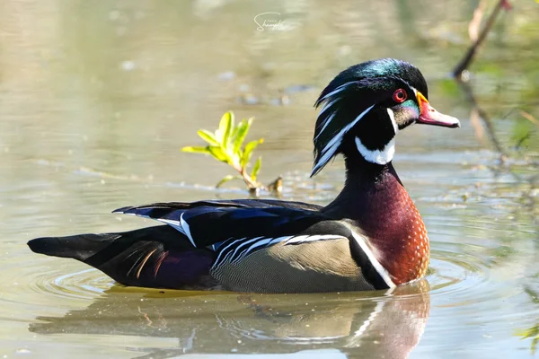 A colorful wood duck floats on calm water with ripples around it.