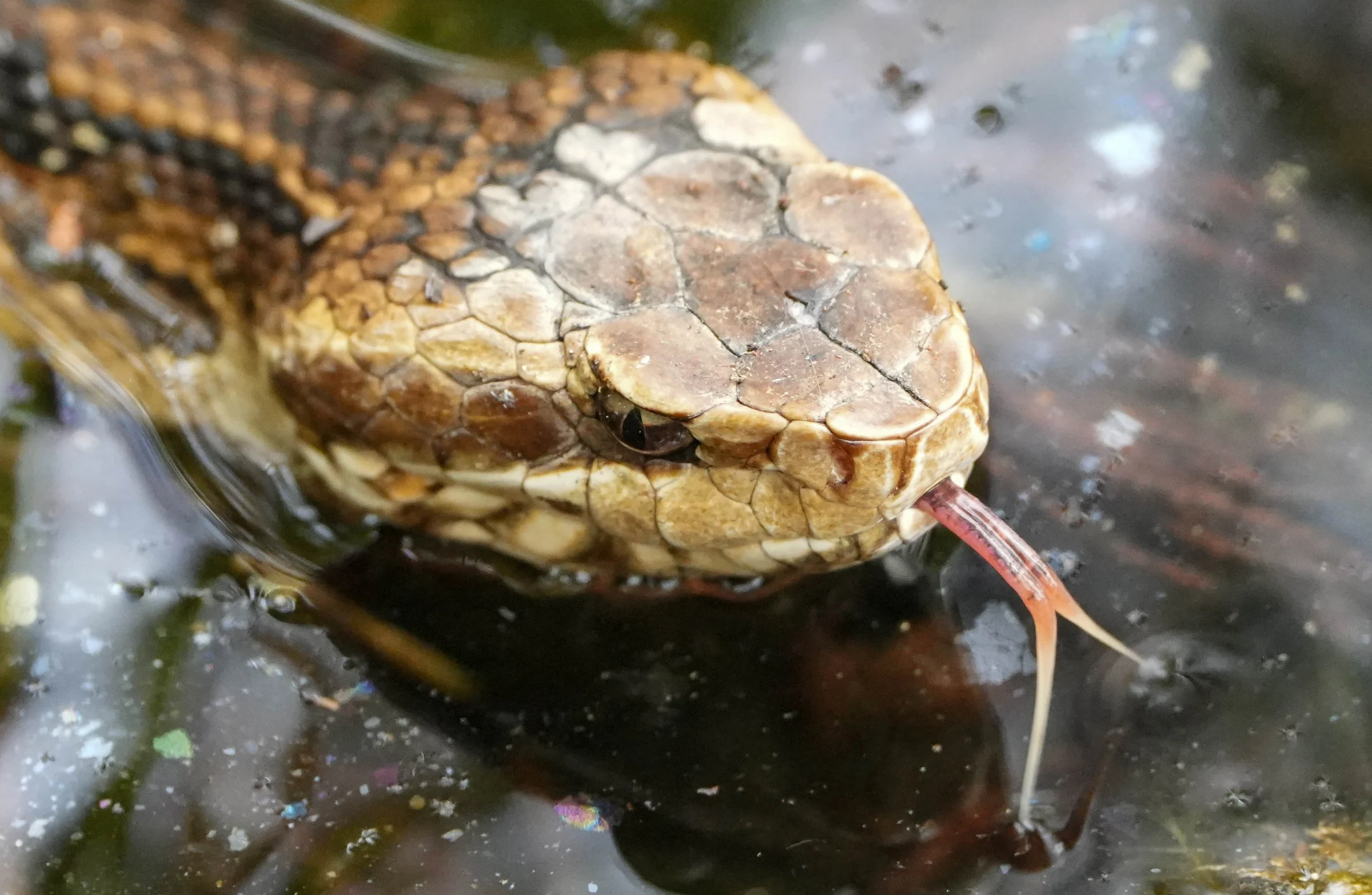 Close-up of a cottonmouth snake’s head partially submerged in water with its tongue extended.