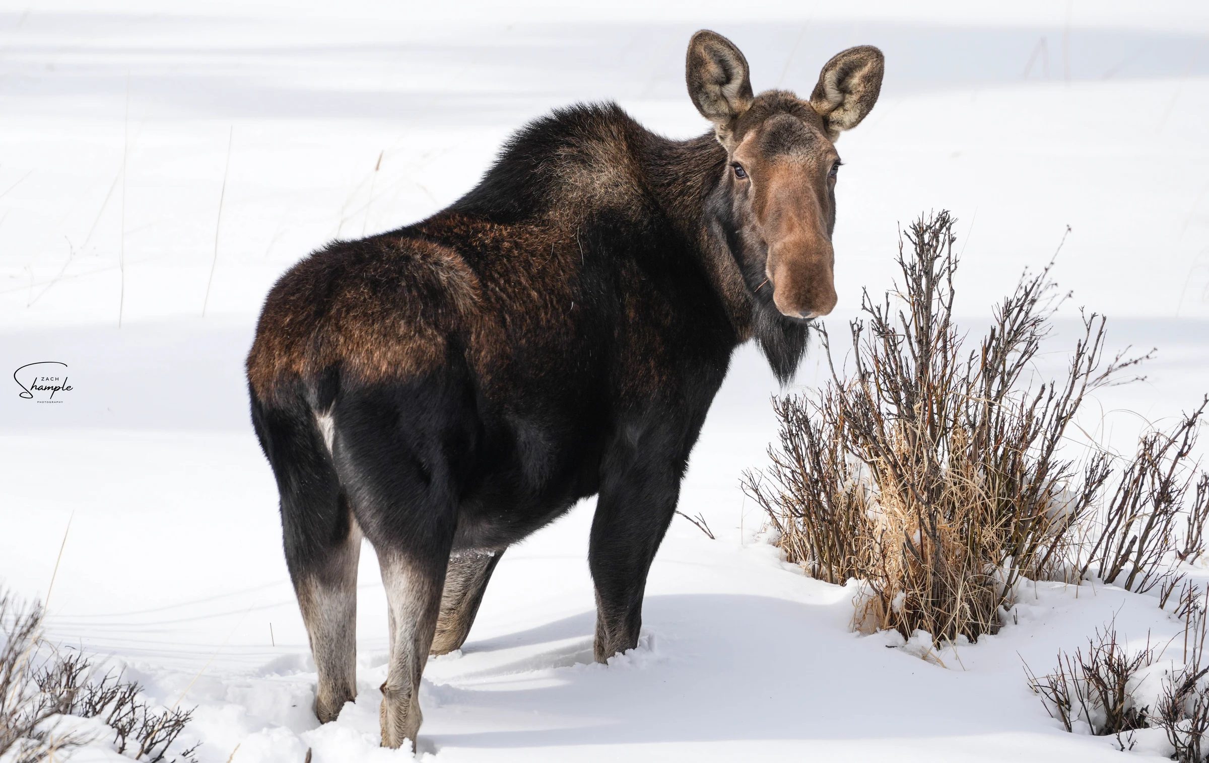 A moose standing in deep snow beside leafless shrubs.
