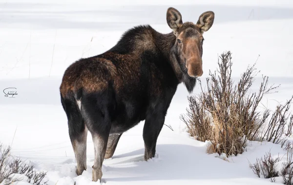 A moose standing in deep snow beside leafless shrubs.