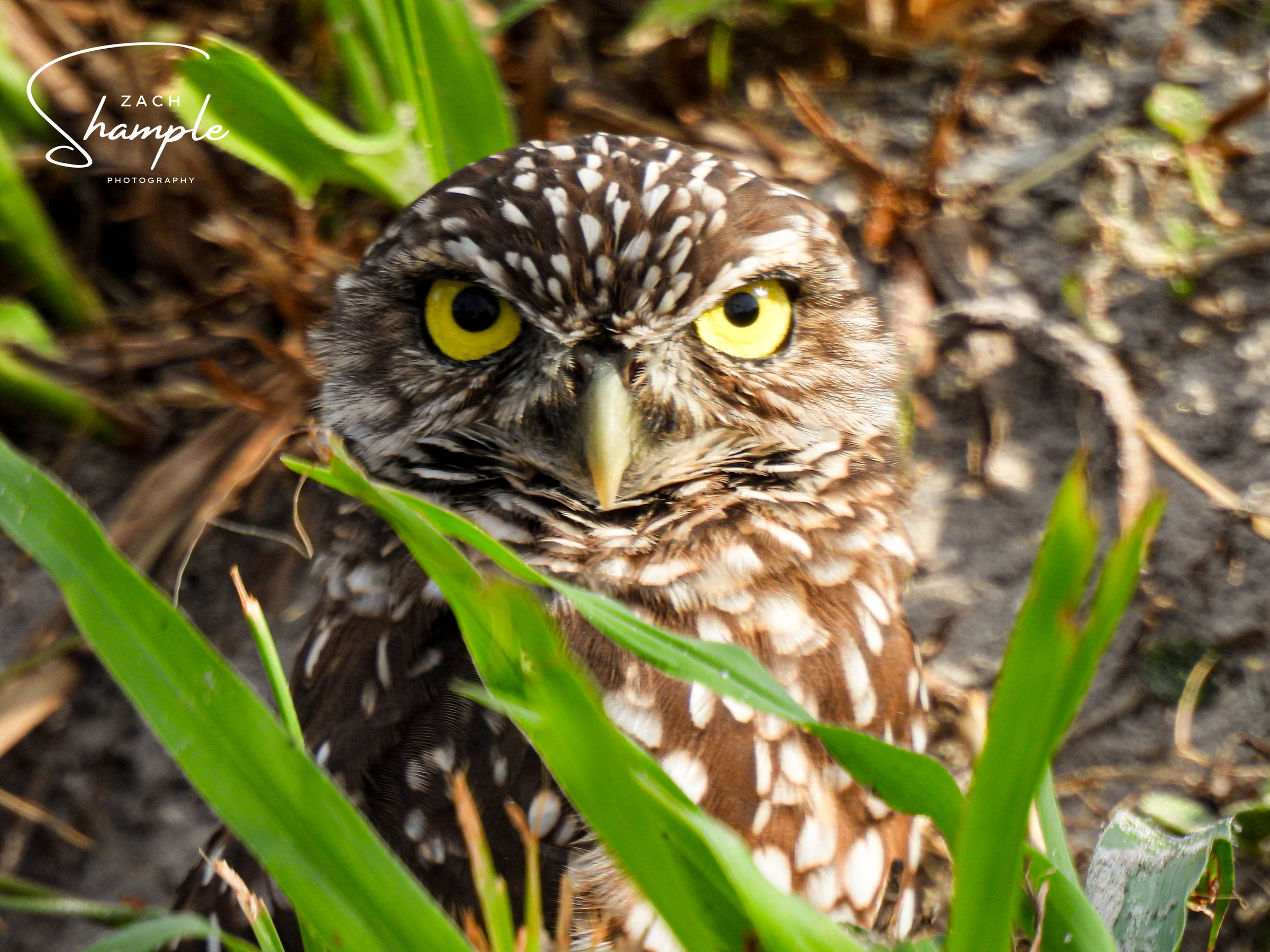 A burrowing owl with bright yellow eyes peeks through green leaves and ground cover.