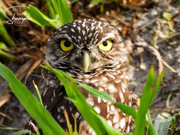 A burrowing owl with bright yellow eyes peeks through green leaves and ground cover.