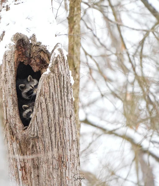 Two raccoons peeking out from a hollow in a snow-covered tree trunk.