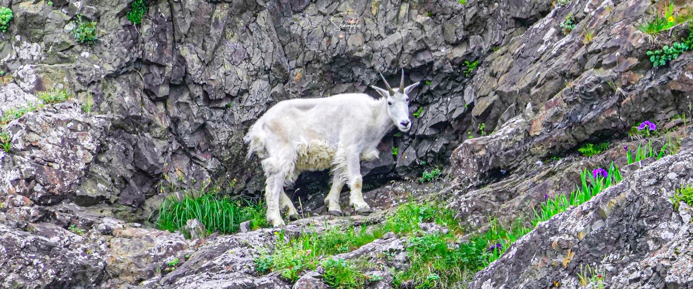A white mountain goat standing on a rocky mountainside with sparse green vegetation in Denali National Park.