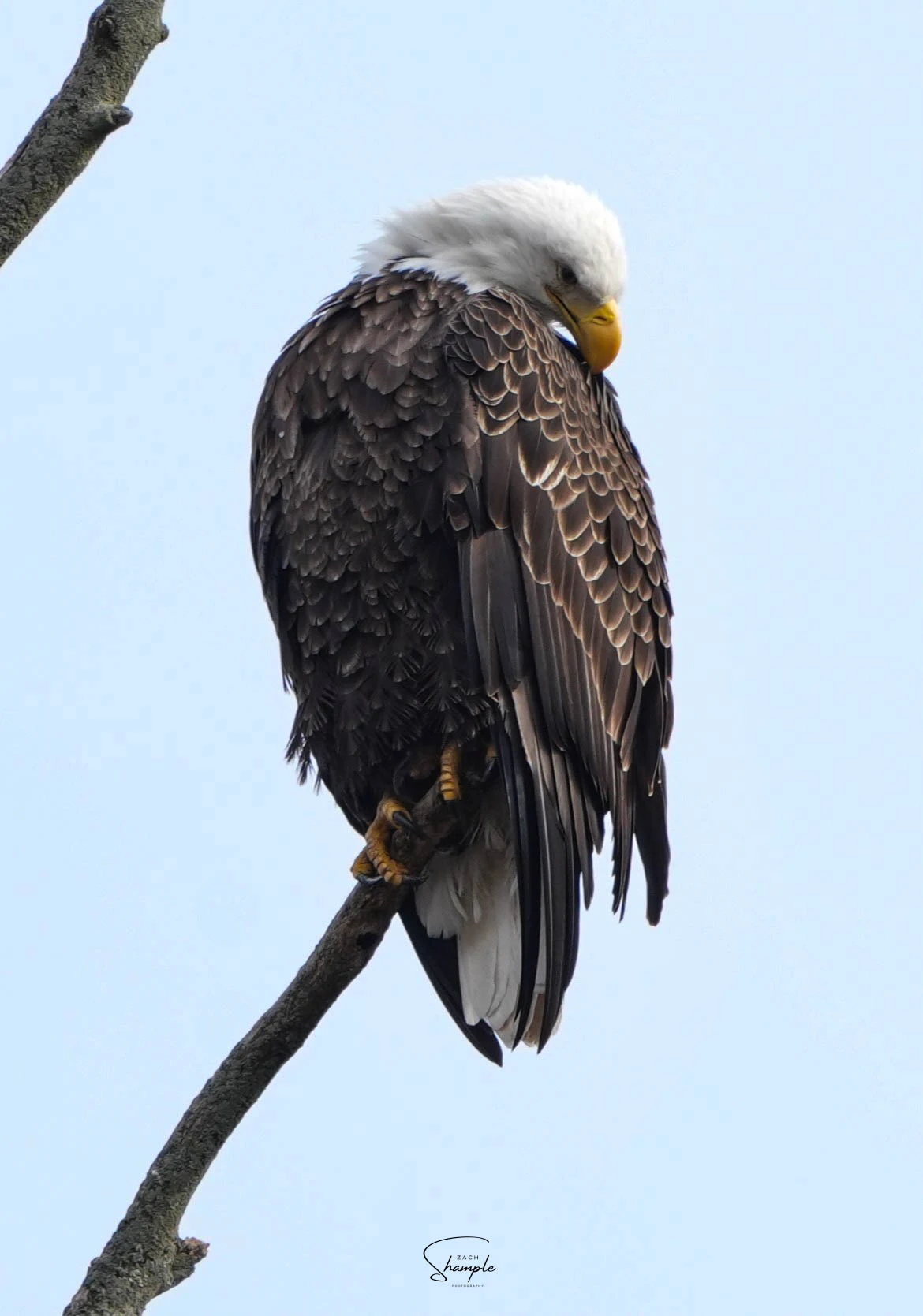A bald eagle with a white head and dark body perched on a bare branch against a pale sky.
