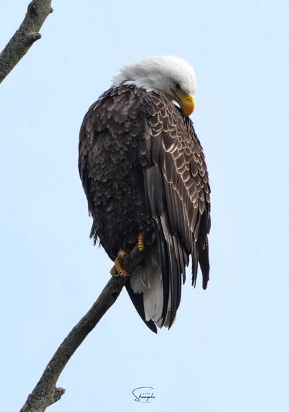 A bald eagle with a white head and dark body perched on a bare branch against a pale sky.