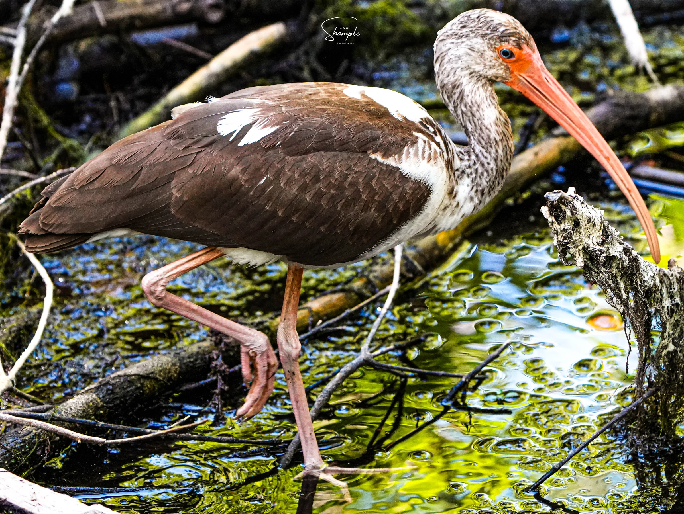 An ibis with a long orange bill stands in shallow water among branches.