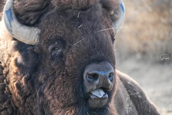 Closeup portrait of an American Bison in Colorado
