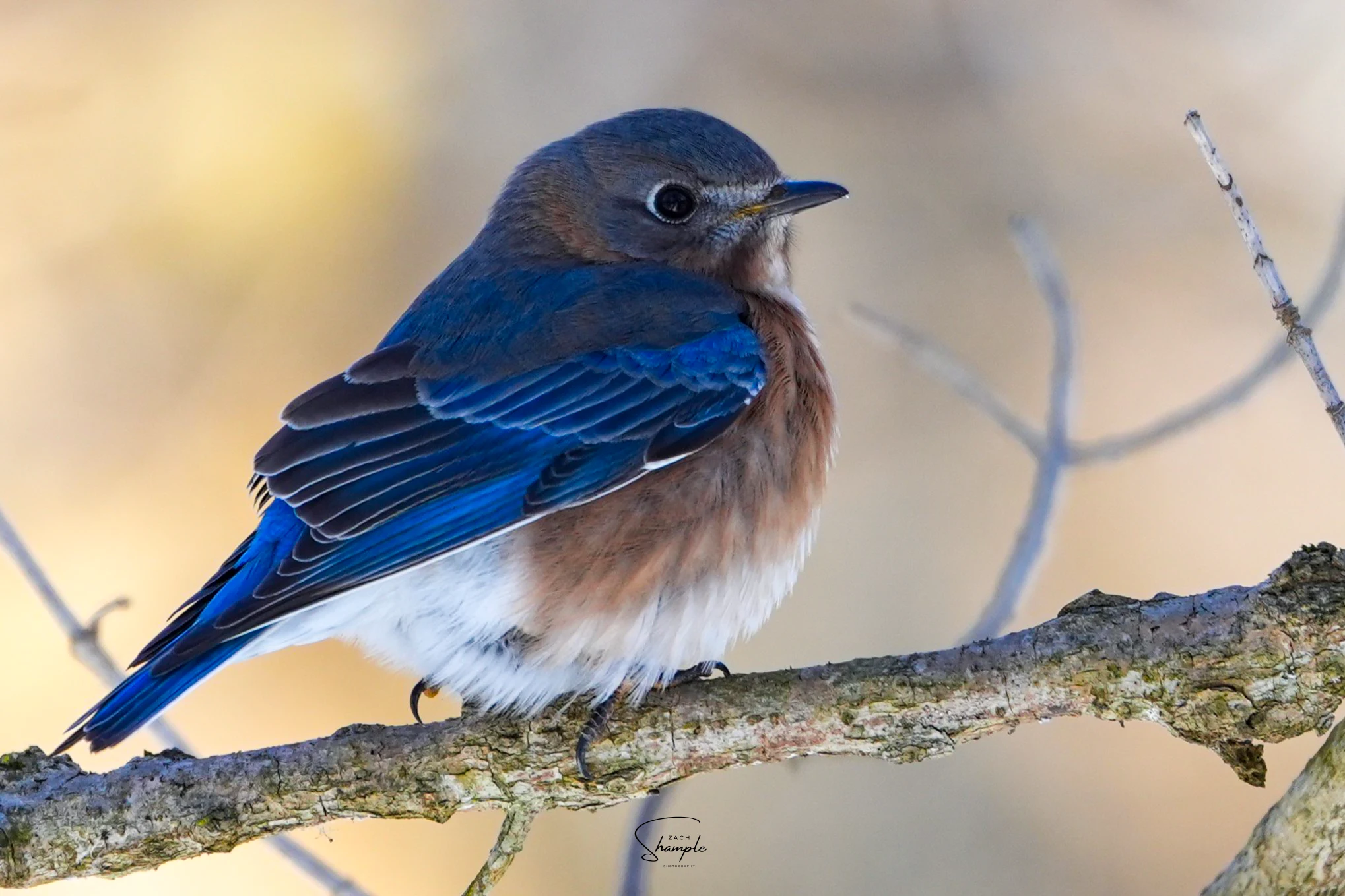 A eastern blue bird with a brown chest perched on a branch.