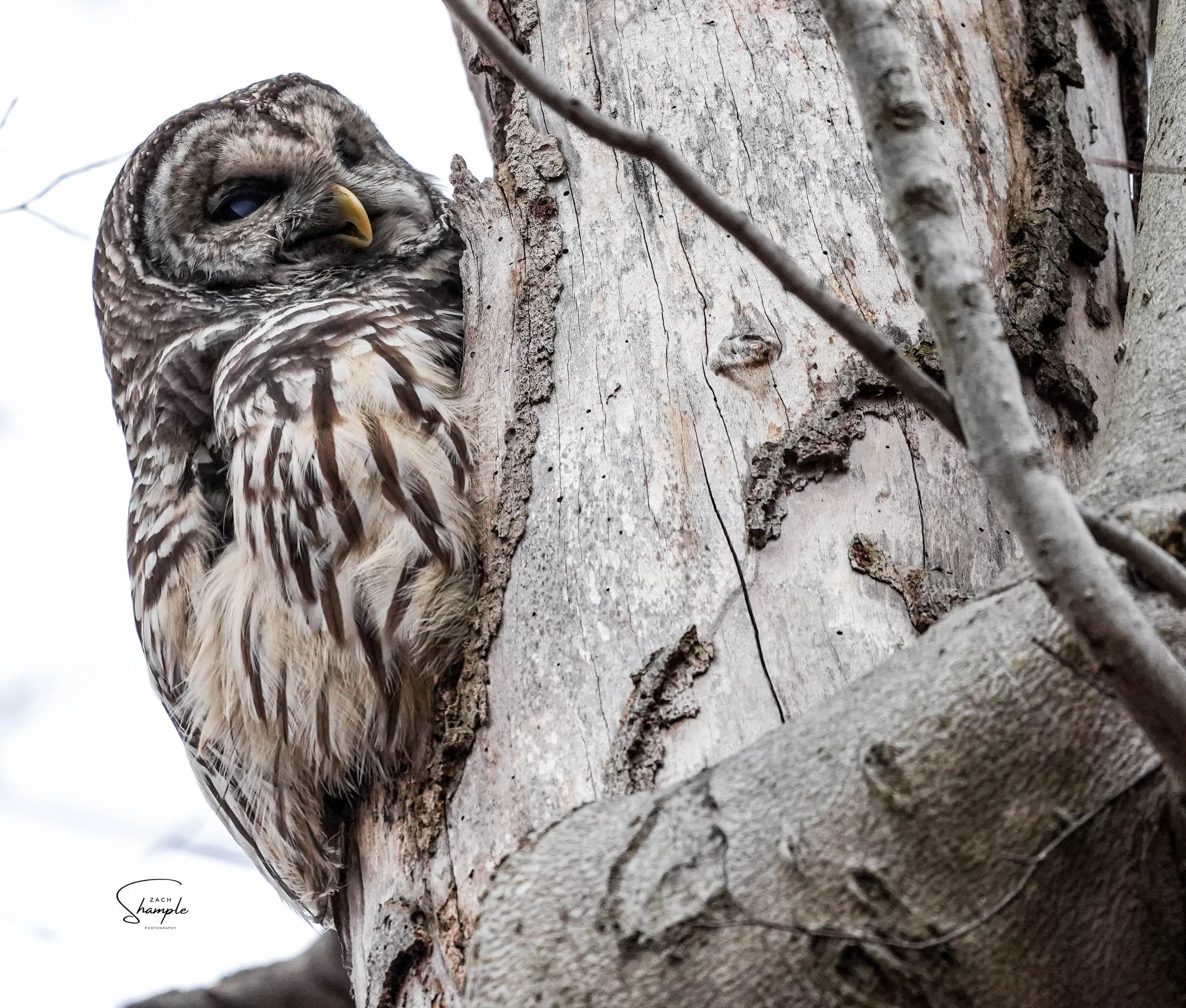 A brown-and-white barred owl clings to the side of a tree trunk among bare branches.
