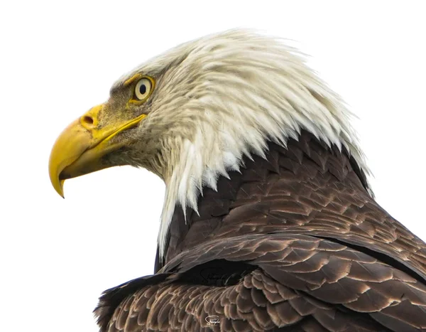 Close-up profile of a bald eagle with a white head and yellow beak against a white background.