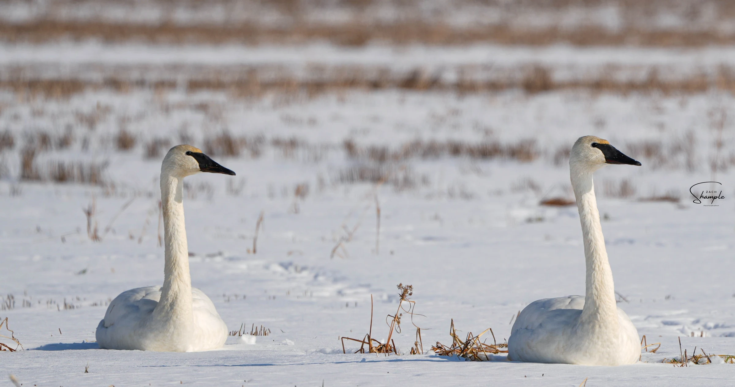Two white swans with long necks standing in a snowy field.