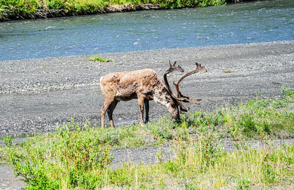 A carabou lowers its head near vegetation beside a river.