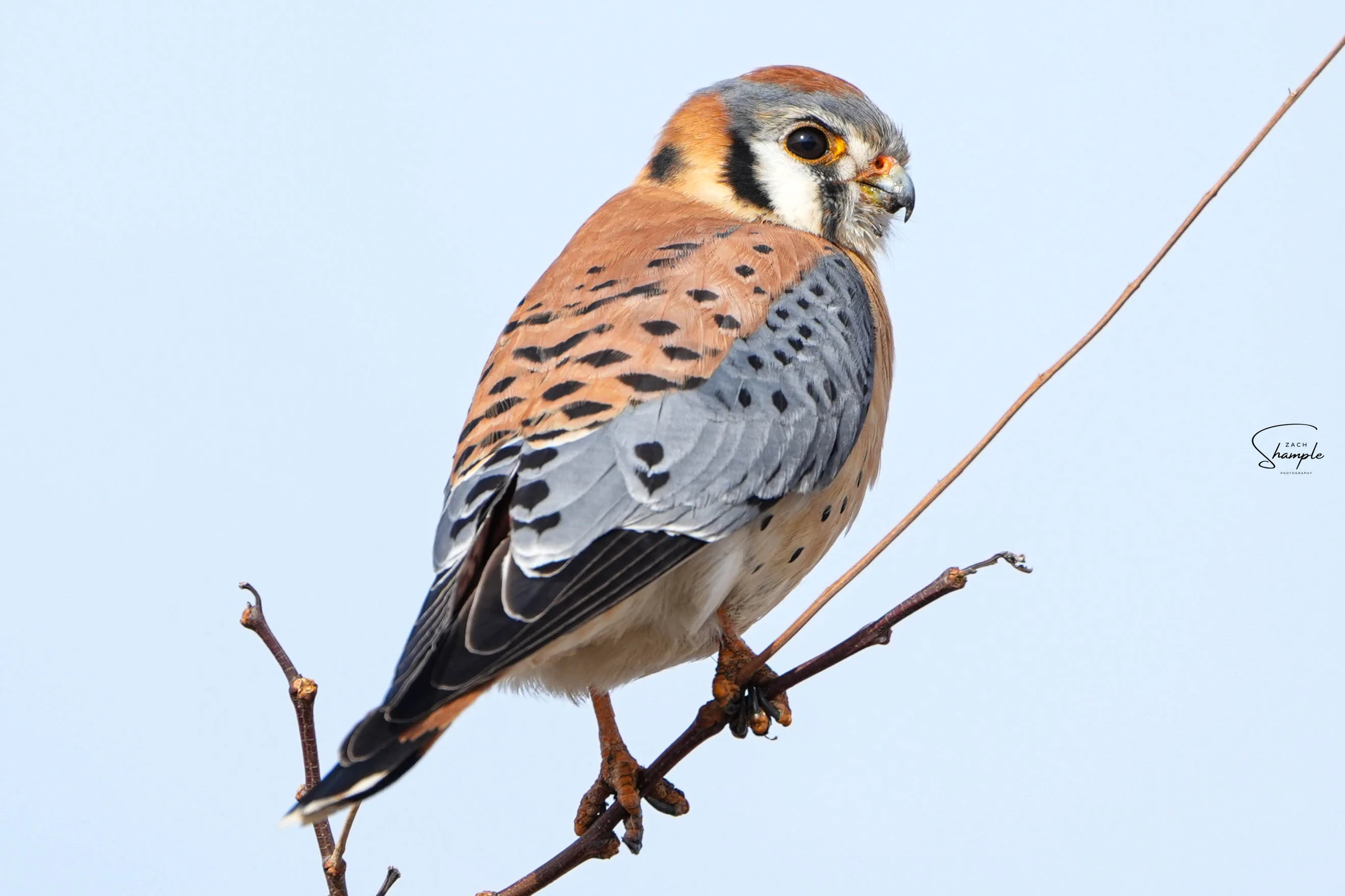 A small kestrel perched on a bare branch against a pale sky.
