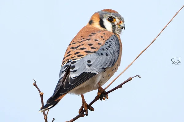 A small kestrel perched on a bare branch against a pale sky.