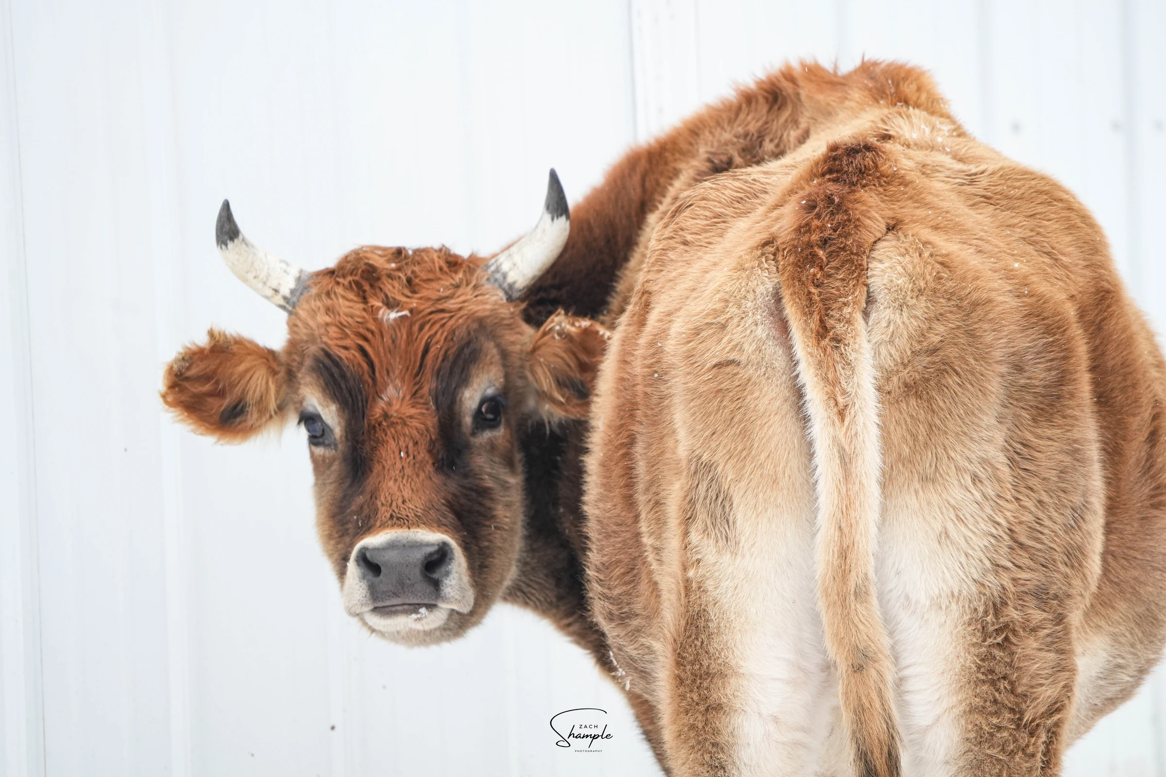 A brown cow with small horns stands with its back facing the camera and its head turned to the side.