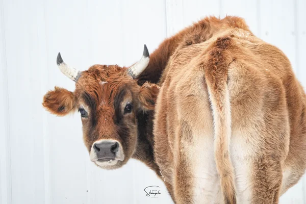 A brown cow with small horns stands with its back facing the camera and its head turned to the side.