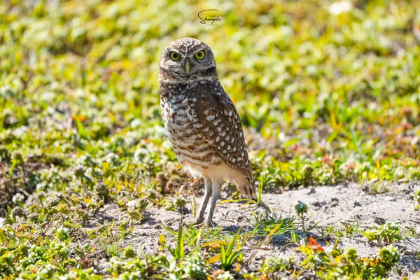 A small burrowing owl with yellow eyes standing on the ground among sparse grass.