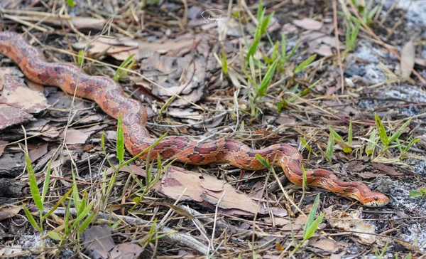 A snake with orange and brown patterned scales moving across dry leaves and grass.