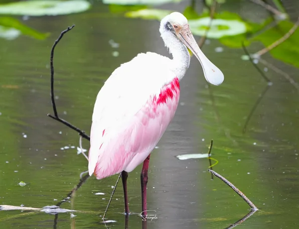 A roseate spoonbill with white and pink plumage stands in shallow water among branches.
