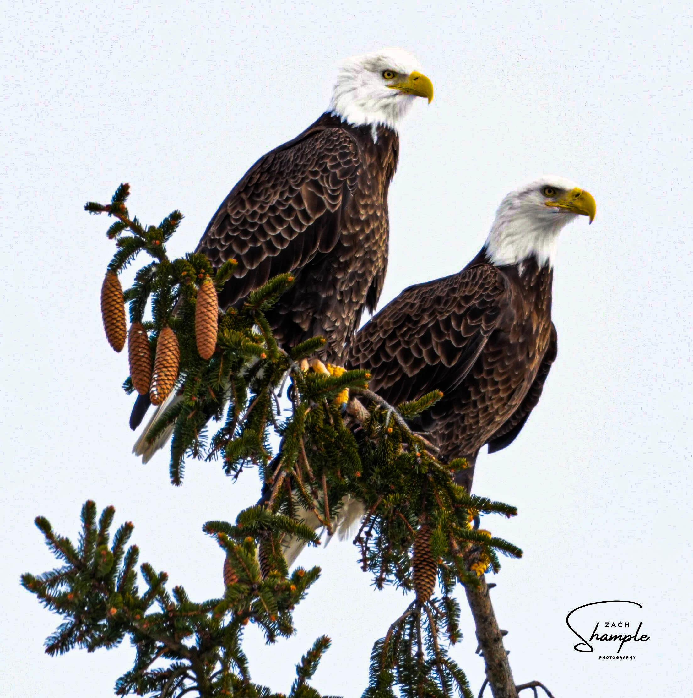 Two bald eagles perched on a conifer branch with pine cones against a pale sky.