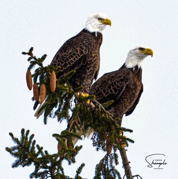 Two bald eagles perched on a conifer branch with pine cones against a pale sky.