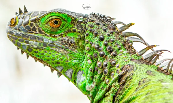 Close-up side view of a green iguana with spiny scales and a bright eye.