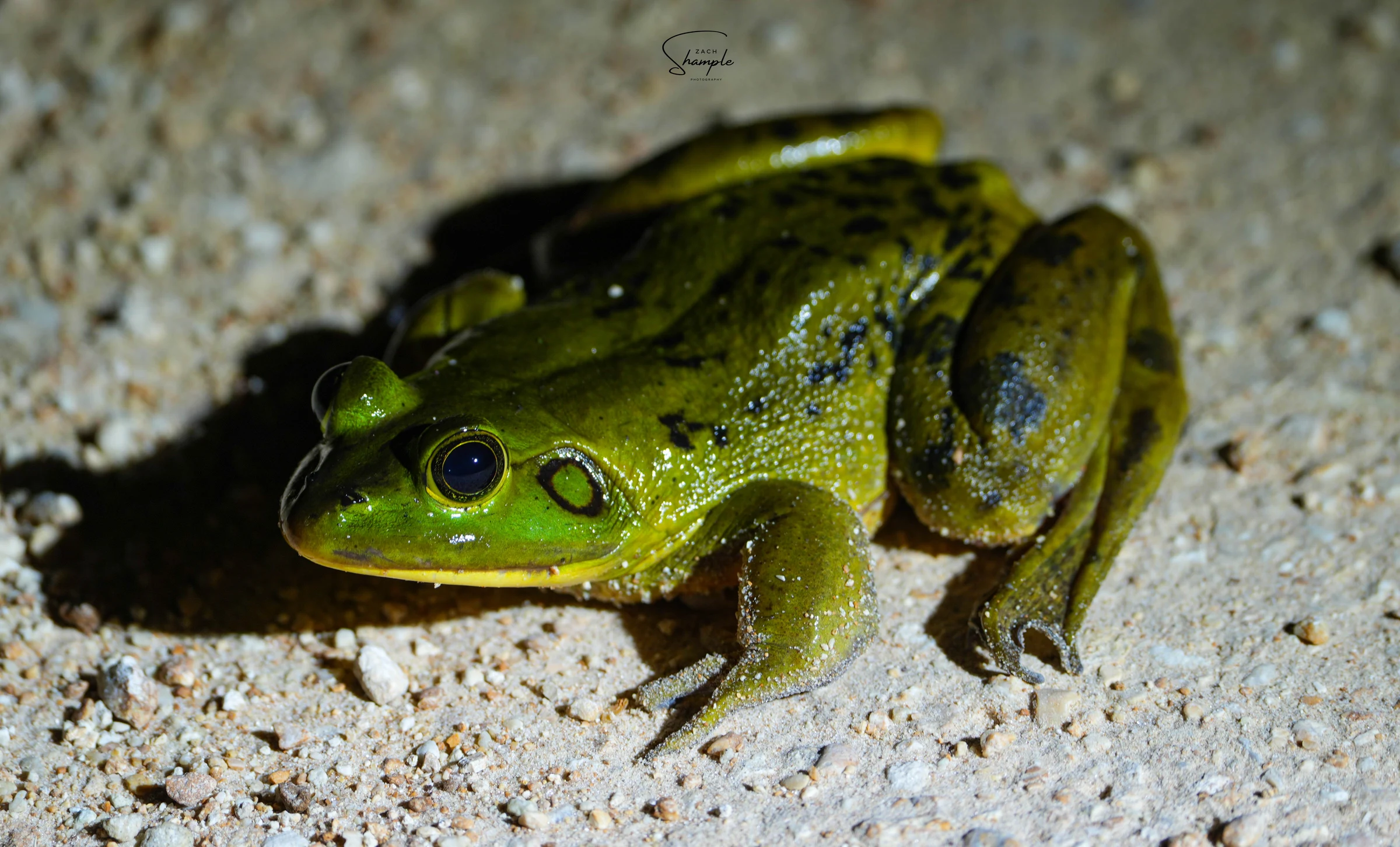 A green frog with dark markings sitting on sandy ground at night.