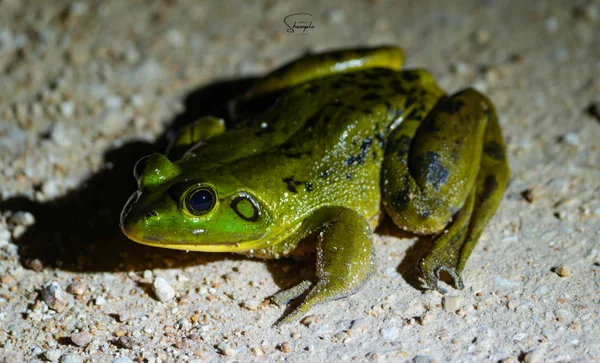 A green frog with dark markings sitting on sandy ground at night.