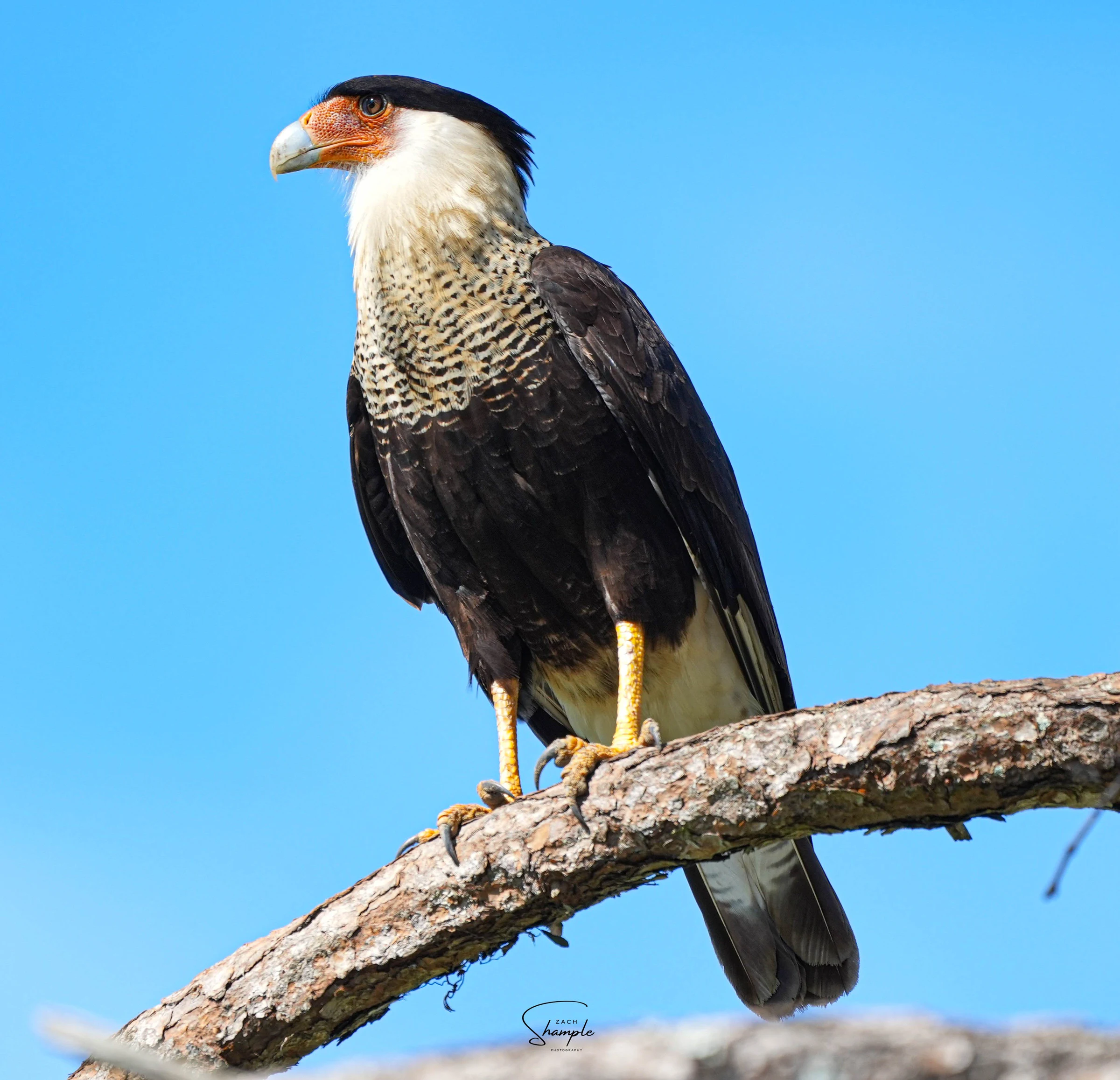 A dark caracara bird of prey with a pale chest and black cap perched on a branch against a blue sky.
