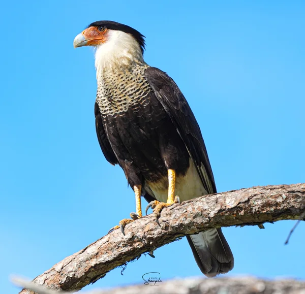 A dark caracara bird of prey with a pale chest and black cap perched on a branch against a blue sky.