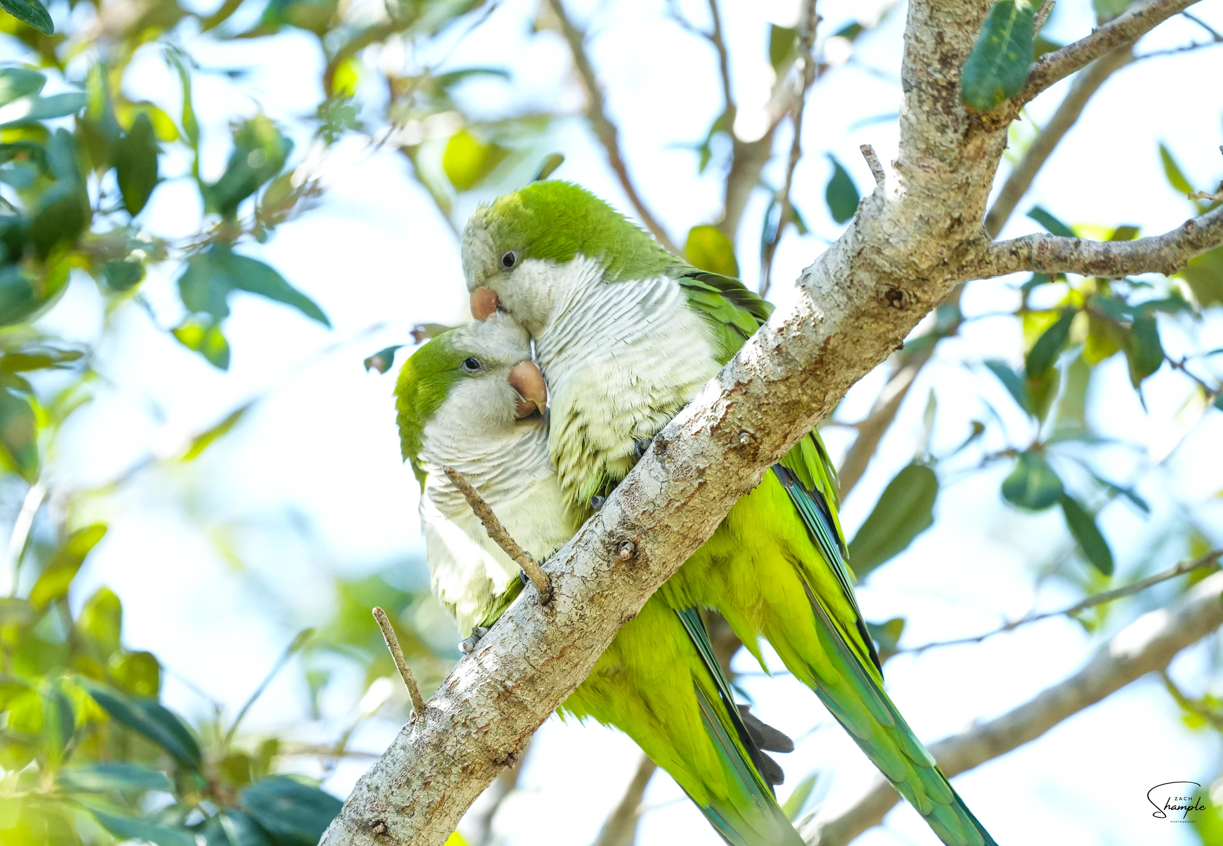Two green parakeets perched closely together on a tree branch among leaves.