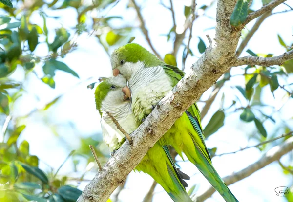 Two green parakeets perched closely together on a tree branch among leaves.