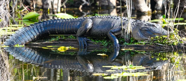An alligator lying beside still water with its reflection visible.